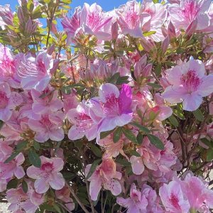 Azalka japonská (Azalea japonica) ´OCCHIO DI PERNICE´ - výška 60-80 cm, kont. C18L